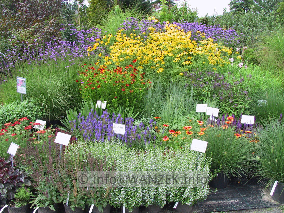 Ratibida columnifera Yellow Mexican Hat 05 - Deko Sommerblueher.JPG